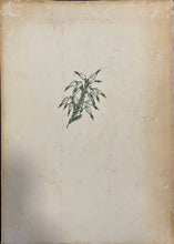 Load image into Gallery viewer, Ericas in Southern Africa