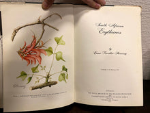 Load image into Gallery viewer, South African Erythrinas