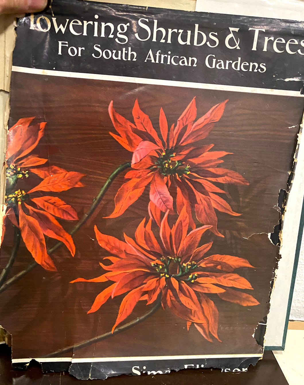 Flowering Shrubs and Trees for South African Gardens