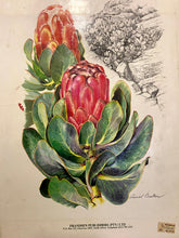 Load image into Gallery viewer, Flowers of Southern Africa
