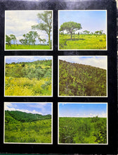 Load image into Gallery viewer, Trees of the Kruger National Park - 2 Volumes
