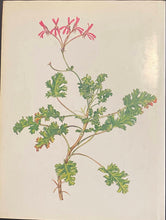 Load image into Gallery viewer, Pelargoniums of Southern Africa Vol. 2
